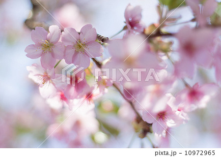 さくら さくら 10972965