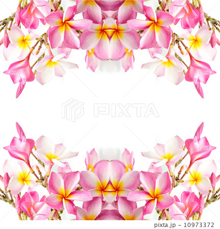 Plumeria 10973372