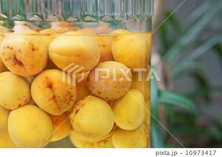 梅酒 梅酒 10973417