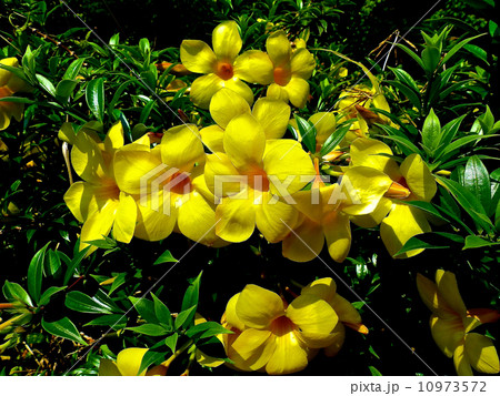 アラマンダ 10973572