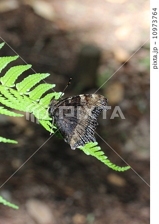 羽化間もないヒオドシチョウ 羽化間もないヒオドシチョウ 10973764