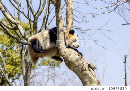 Young Panda on the tree 10973820