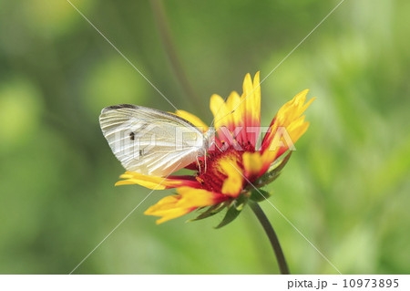 モンシロチョウとテンニンギク モンシロチョウとテンニンギク 10973895