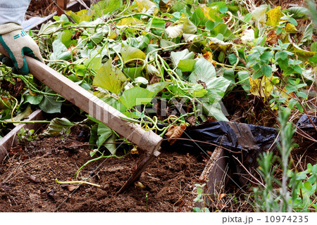 農業 10974235
