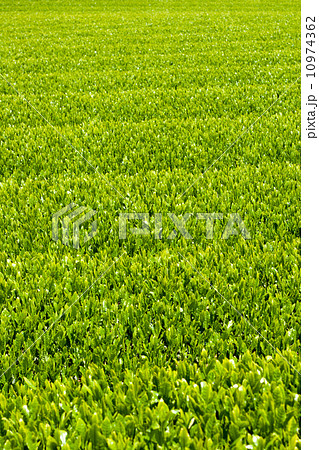 茶畑 茶畑 10974362