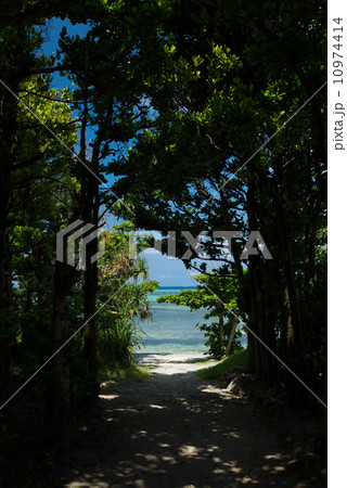 備瀬のフクギ並木 10974414