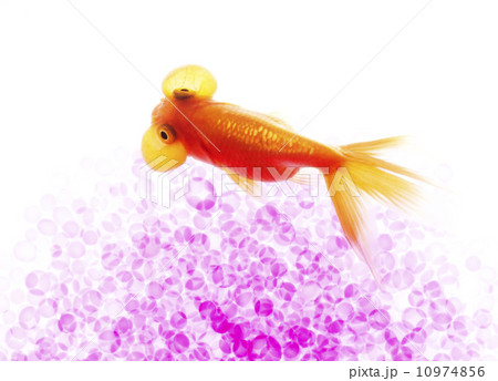 天然メノウの金魚ちゃん ストラップ〔大金魚〕（パワーストーン