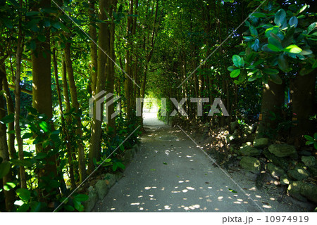 備瀬のフクギ並木 10974919