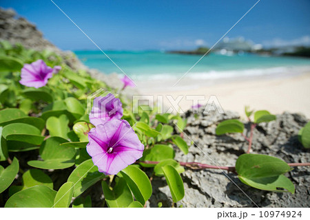 グンバイヒルガオと海 10974924