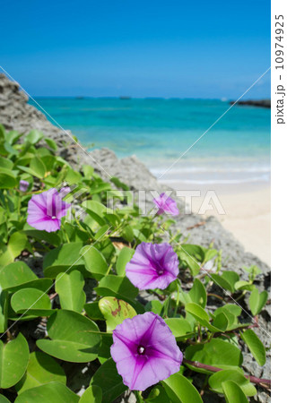 グンバイヒルガオと海 グンバイヒルガオと海 10974925