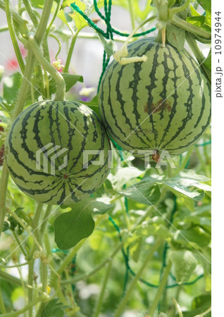 ミニスイカ 10974944