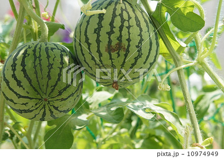 ミニスイカ 10974949