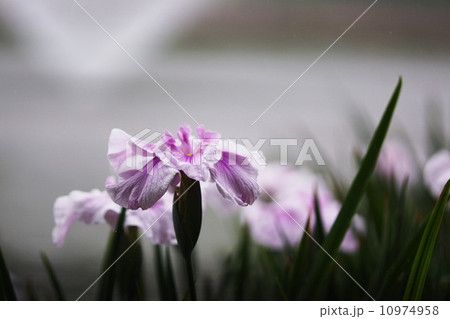 ショウブ 10974958