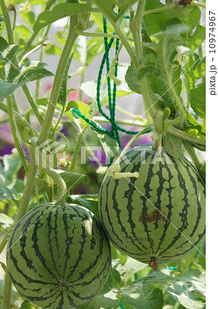 ミニスイカ 10974967