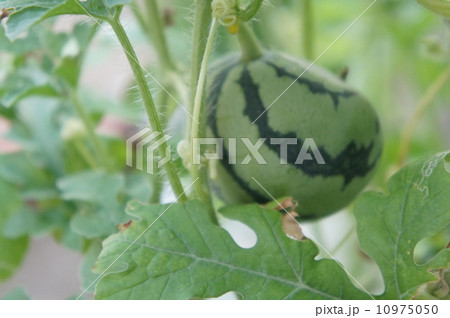 ミニスイカ 10975050