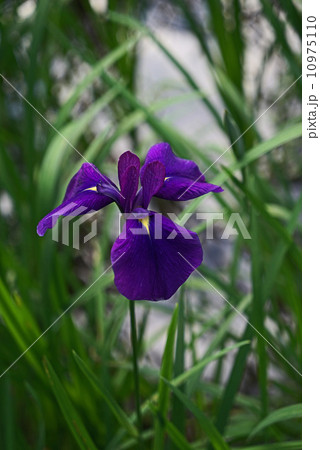 花菖蒲 10975110