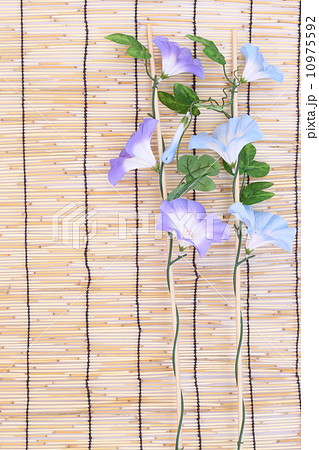 すだれと朝顔 10975592