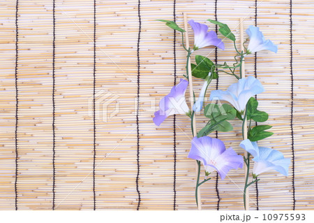 すだれと朝顔 10975593