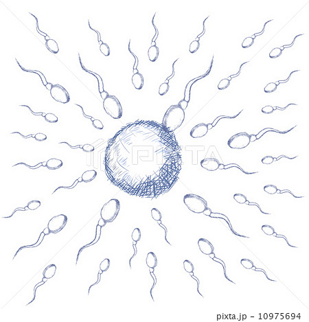 Illustration of egg and sperm 10975694