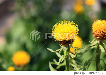 ヤグルマギク（矢車菊） 10975897