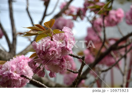 桜 桜 10975923