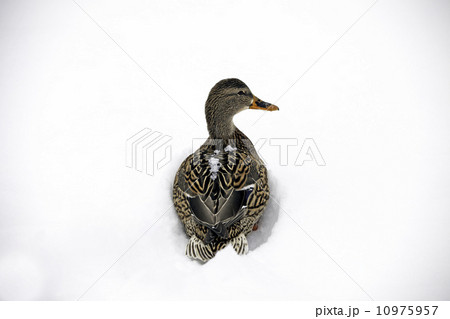 Mallard in snow Mallard in snow 10975957