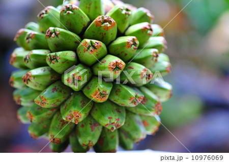 タコノキの実 10976069