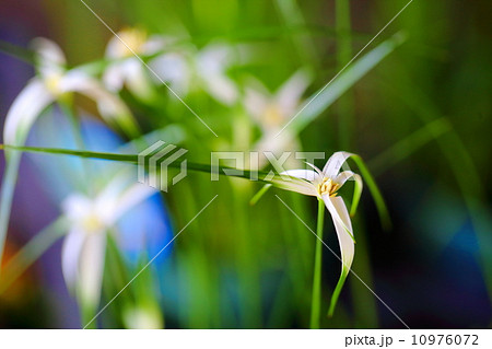 白サギカヤツリ草 白サギカヤツリ草 10976072