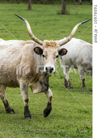 Beautiful hungarian grey bull Beautiful hungarian grey bull 10976091