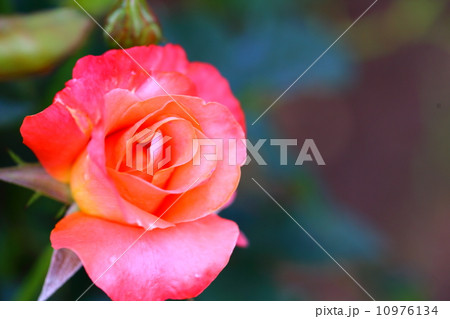 バラ プリンセス・ミチコ バラ プリンセス・ミチコ 10976134