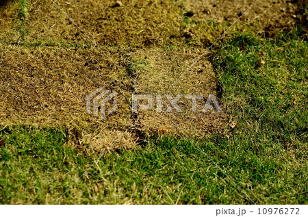 ガーデニング 10976272