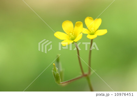 カタバミ 10976451