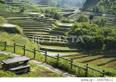 千早赤阪村の棚田 10976611