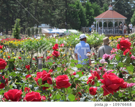 敷島公園バラ園 敷島公園バラ園 10976668