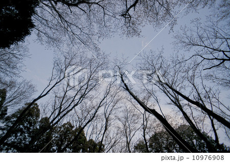 夕暮れの立木 10976908