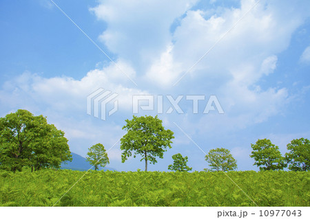 緑の草原と青空 10977043