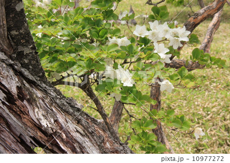 しろやしおの花 10977272