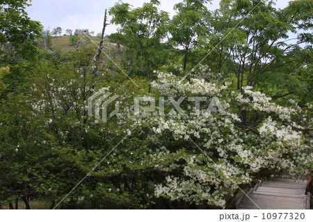 白ヤシオと日出が岳 10977320