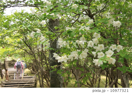 白ヤシオとハイカー 10977321