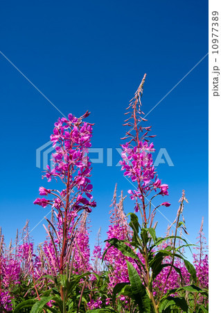 Purple Alpine Fireweed Purple Alpine Fireweed 10977389