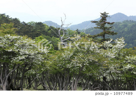 大台ケ原の白やしお 10977489