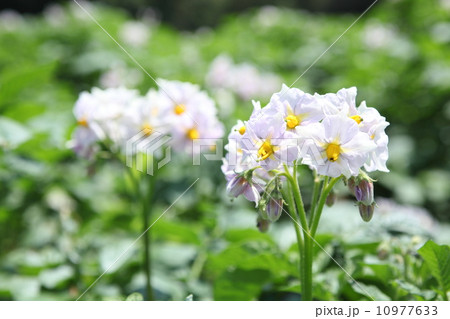 ジャガイモの花 ジャガイモの花 10977633