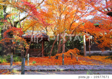 蓮華寺の紅葉 10977671