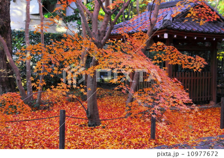 蓮華寺の紅葉 10977672