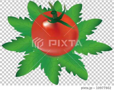 Tomato Tomato 10977802