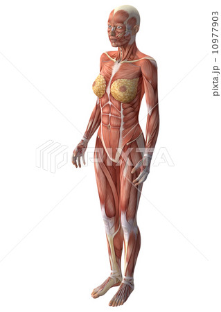 118,476 Woman Arm Muscle Images, Stock Photos, 3D objects, & Vectors