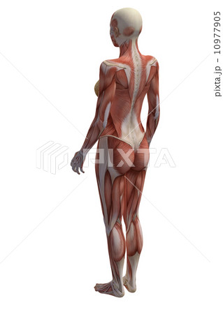 女性の筋肉 リアル3DCGイラスト素材 女性の筋肉 リアル3DCGイラスト素材 10977905