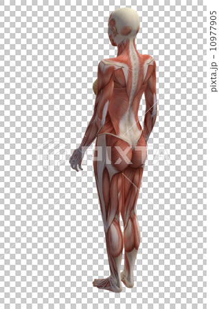 女性の筋肉 リアル3DCGイラスト素材 女性の筋肉 リアル3DCGイラスト素材 10977905