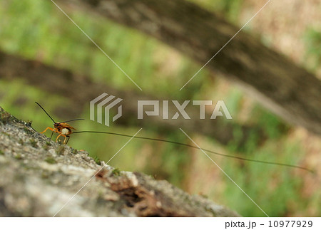 ウマノオバチ ウマノオバチ 10977929