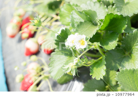 苺狩り　花　 10977964